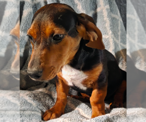 Dachshund-Unknown Mix Dogs for adoption in Decatur, GA, USA