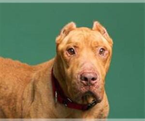 American Staffordshire Terrier Dogs for adoption in Fort Lauderdale, FL, USA