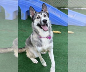 German Shepherd Dog-Huskies  Mix Dogs for adoption in Spring Lake, NJ, USA