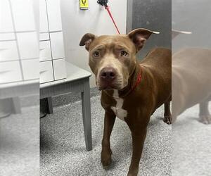 American Pit Bull Terrier-Unknown Mix Dogs for adoption in Pasadena, TX, USA