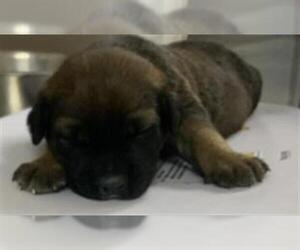 American Pit Bull Terrier-Unknown Mix Dogs for adoption in Visalia, CA, USA
