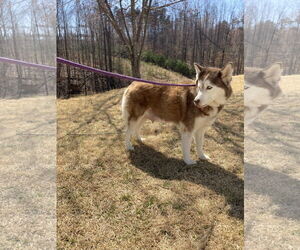Siberian Husky Dogs for adoption in Chatham, VA, USA