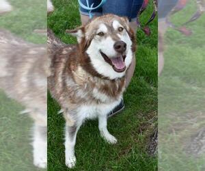Alaskan Malamute Dogs for adoption in Sheridan, CO, USA
