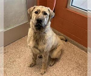 Anatolian Shepherd-Unknown Mix Dogs for adoption in Pueblo, CO, USA