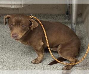 Dachshund-Unknown Mix Dogs for adoption in Conroe, TX, USA
