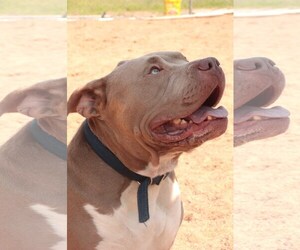 American Pit Bull Terrier-Unknown Mix Dogs for adoption in Siren, WI, USA