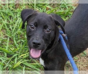 Lab-Pointer Dogs for adoption in Anniston, AL, USA