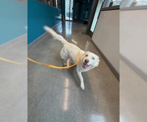 Australian Shepherd-Siberian Husky Mix Dogs for adoption in San Martin, CA, USA