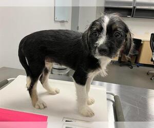 Labrador Retriever-Shih Tzu Mix Dogs for adoption in Corpus Christi, TX, USA