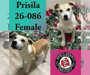 Shiba Inu-Unknown Mix Dogs for adoption in Georgetown, KY, USA