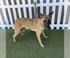 Mutt Dogs for adoption in Modesto, CA, USA
