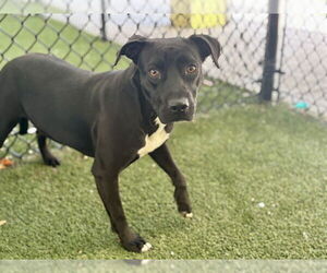 Labrador Retriever-Unknown Mix Dogs for adoption in Tavares, FL, USA