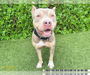 American Pit Bull Terrier Dogs for adoption in West Palm Beach, FL, USA