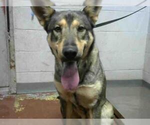 German Shepherd Dog Dogs for adoption in Atlanta, GA, USA