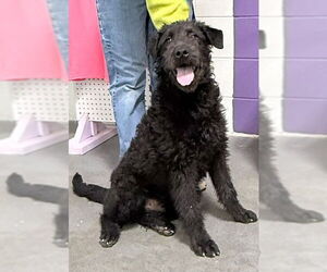 Airedale Terrier-Unknown Mix Dogs for adoption in Genesee, WI, USA