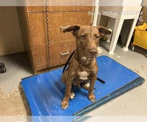 American Pit Bull Terrier-Unknown Mix Dogs for adoption in Ocala, FL, USA