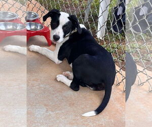 Boglen Terrier Dogs for adoption in Rustburg, VA, USA