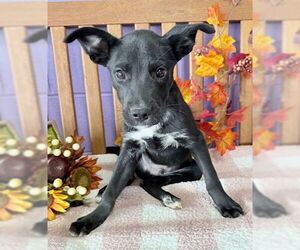 Feist Terrier-Unknown Mix Dogs for adoption in Genesee, WI, USA