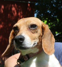 Medium Photo #1 Beagle-Unknown Mix Puppy For Sale in Asheville, NC, USA