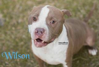 American Pit Bull Terrier Dogs for adoption in Crandall, GA, USA