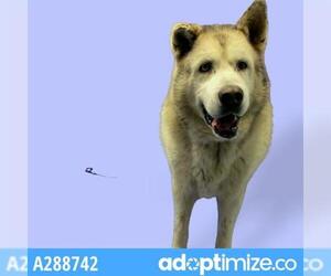 Alaskan Malamute Dogs for adoption in Stockton, CA, USA