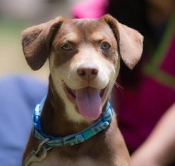 German Pinscher-Unknown Mix Dogs for adoption in Bell Gardens, CA, USA