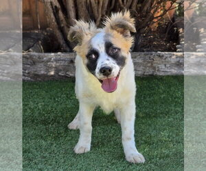 Australian Shepherd-Unknown Mix Dogs for adoption in Albuquerque, NM, USA
