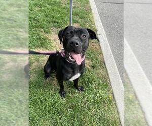 Labrador Retriever-Unknown Mix Dogs for adoption in Vaughan, Ontario, Canada