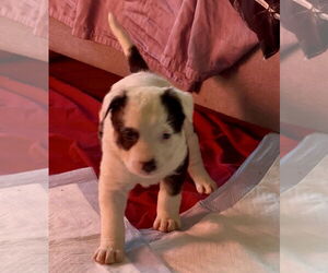 Shepradors Dogs for adoption in Princeton, MN, USA