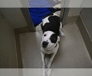 American Pit Bull Terrier Dogs for adoption in Decatur, IL, USA