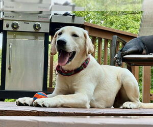 Labrador Retriever Dogs for adoption in Minneapolis, MN, USA