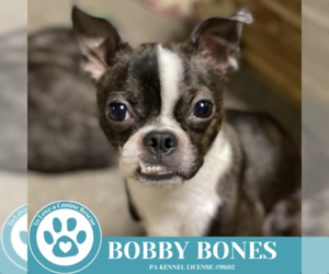 Boston Terrier Dogs for adoption in Kimberton, PA, USA