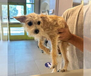Cairn Terrier Dogs for adoption in Rancho Cucamonga, CA, USA