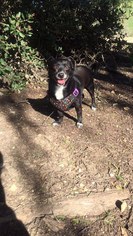 Chihuahua Dogs for adoption in Pico Rivera, CA, USA