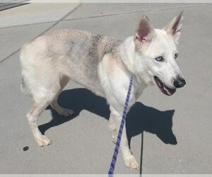 Huskies -white german shepherd Mix Dogs for adoption in Winston Salem, NC, USA