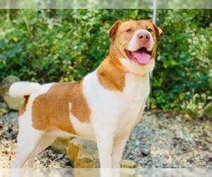 Sharp Eagle Dogs for adoption in Rocky Mount, VA, USA