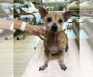 Chihuahua Dogs for adoption in Benton, LA, USA