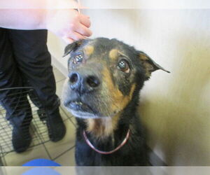 Australian Shepherd-Unknown Mix Dogs for adoption in Ocala, FL, USA