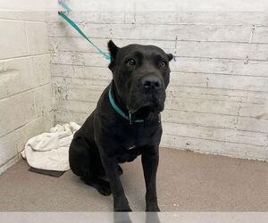 Mutt Dogs for adoption in San Bernardino, CA, USA