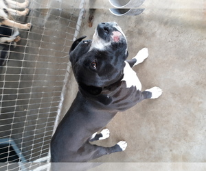 Dogo Argentino Dogs for adoption in Bonifay, MO, USA