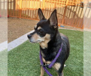Chihuahua-Unknown Mix Dogs for adoption in Las Vegas, NV, USA