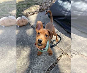 Mutt Dogs for adoption in Minneapolis, MN, USA