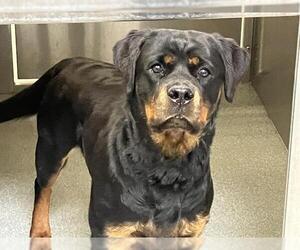 Rottweiler Dogs for adoption in Orange, CA, USA