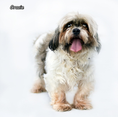 Shih Tzu Dogs for adoption in Shamokin, PA, USA