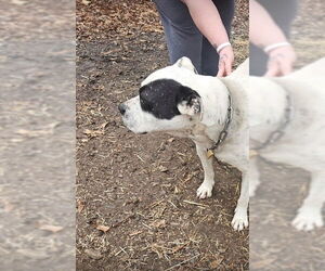 American Bulldog-Labrador Retriever Mix Dogs for adoption in Atlanta, GA, USA