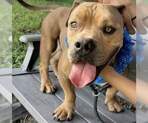 American Staffordshire Terrier-Unknown Mix Dogs for adoption in Fort Pierce, FL, USA