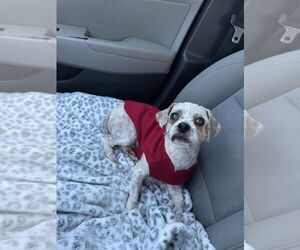 Poodle (Miniature)-Unknown Mix Dogs for adoption in Mooresville, NC, USA