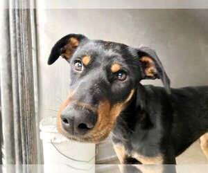 Doberman Pinscher Dogs for adoption in San Bernardino, CA, USA