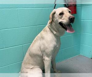 Labrador Retriever-Unknown Mix Dogs for adoption in Ames, IA, USA