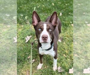Labrador Retriever-Siberian Husky Mix Dogs for adoption in Woodland, CA, USA
